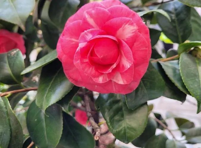 Ca' Letizia Tatil Evi